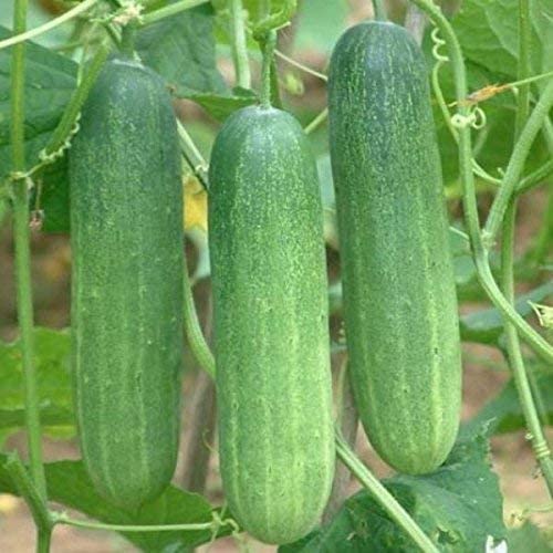 শসা ( Green Cucumber )