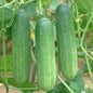 শসা ( Green Cucumber )