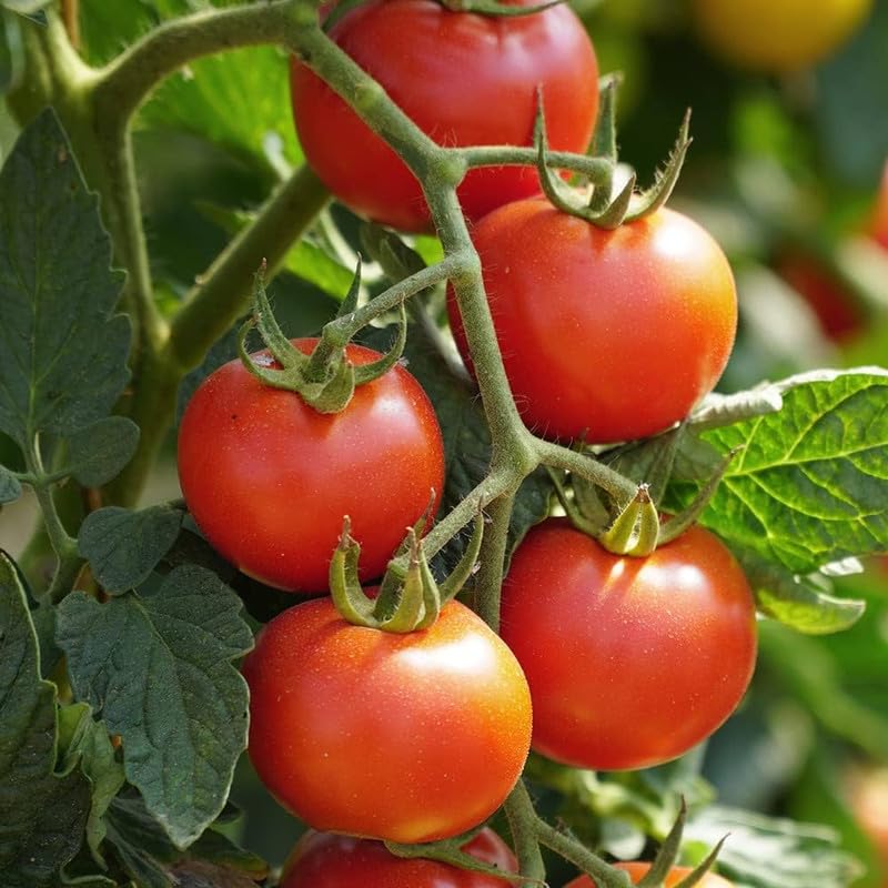 টমেটো (Tomato)