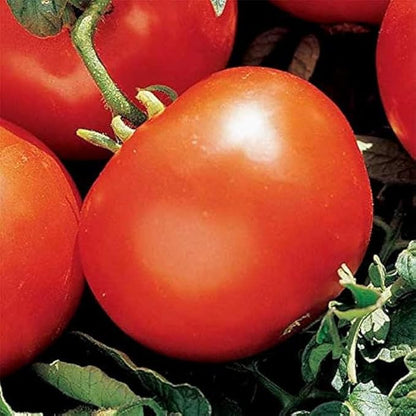 টমেটো (Tomato)