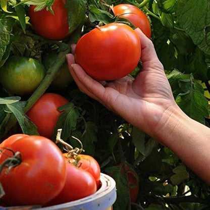 টমেটো (Tomato)